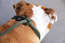 Load image into Gallery viewer, Olive Green Leash