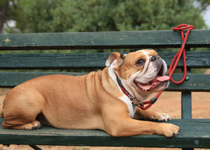 Chevron Black & red leash